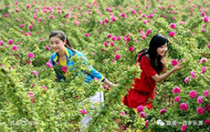 【母亲节特惠】平阴玫瑰园+东阿阿胶世界 养生体